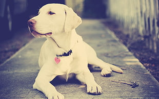white short-coated dog lying on pavement HD wallpaper